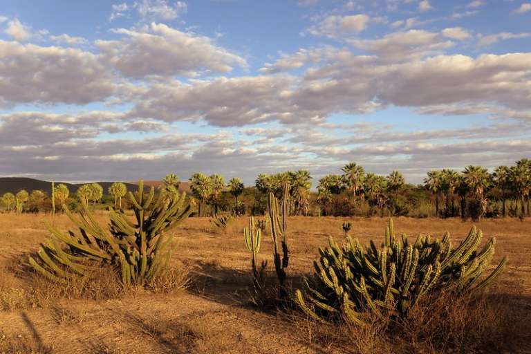 Caatinga sofre com desmate e desertificação já atinge 11% do Ceará