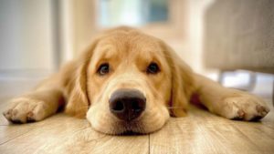 Lei Joca: novas regras para o transporte aéreo de pets são aprovadas