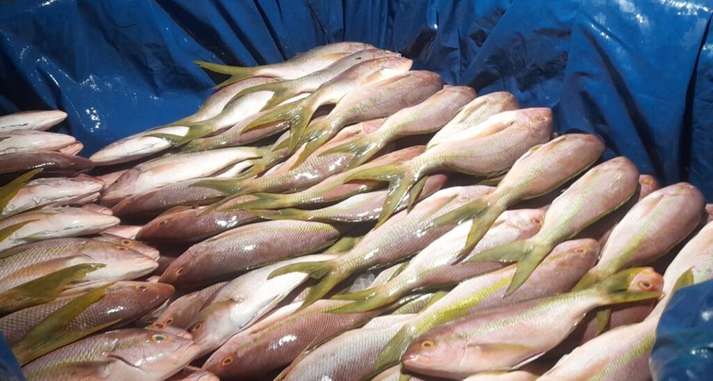 Pesca ilegal: Ibama apreende uma tonelada de peixes no litoral cearense