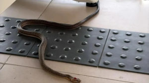 Infestação de cobras coloca servidores de Fórum em risco, denuncia sindicato