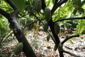 Produção de cacau fino avança no interior do Ceará