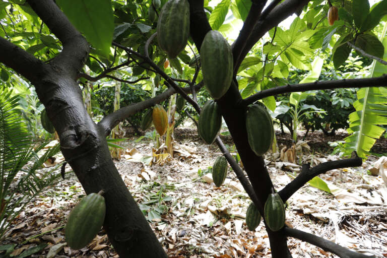 Produção de cacau fino avança no interior do Ceará