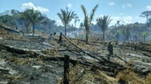 Mata Atlântica no Ceará perde 1.761 hectares em 2024