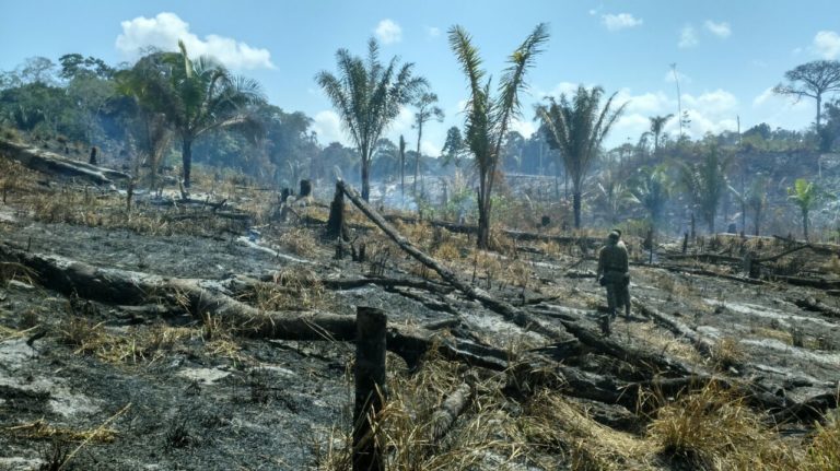 Mata Atlântica no Ceará perde 1.761 hectares em 2024