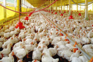 Brasil confirma primeiro caso de gripe aviária em granja comercial