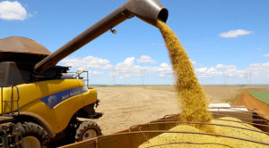 Safra de grãos no Ceará deve crescer 42,5% em 2025, aponta IBGE
