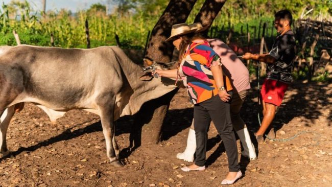 Ceará é reconhecido internacionalmente como livre da Febre Aftosa sem vacinação