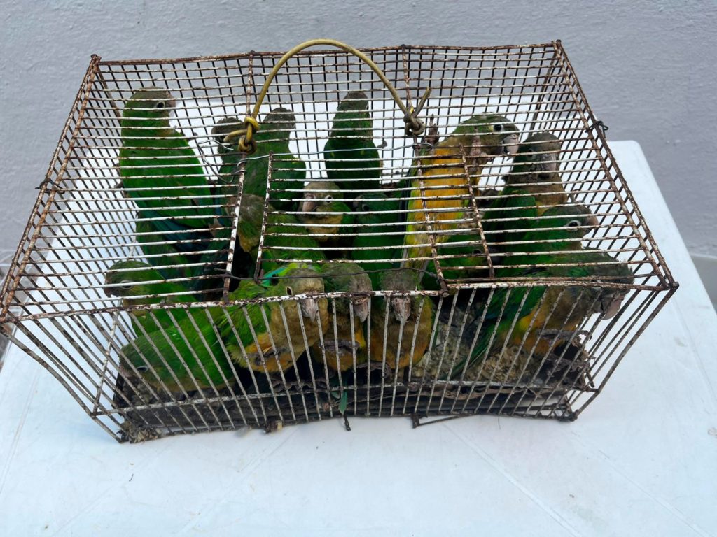 Polícia resgata 81 animais silvestres na Feira da Parangaba, em Fortaleza