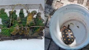 Polícia resgata 81 animais silvestres na Feira da Parangaba, em Fortaleza