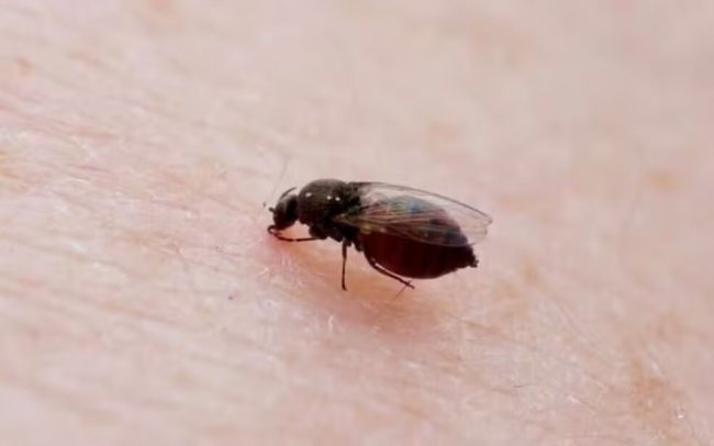 Ceará tem mais de 500 casos de Oropouche; Baturité concentra 80%