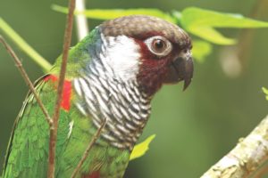 Periquito ameaçado de extinção volta a se reproduzir no Ceará