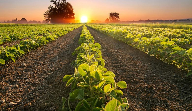 Agropecuária impulsiona economia do Ceará com alta de 18,4% no 1º trimestre