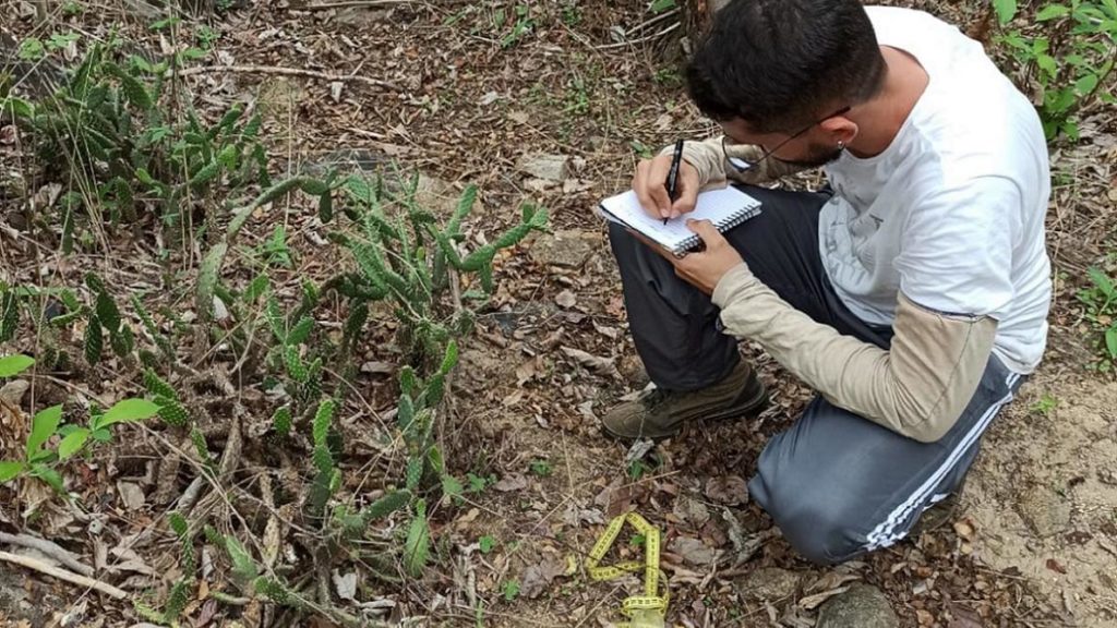 Nova espécie de minicacto é encontrada no sertão do CE