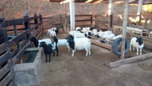 Indústria de laticínio é interditada em Jaguaretama por ilegalidades