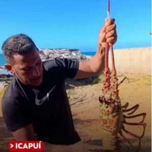 Segundo o pescador da lagosta gigante, o marisco representa quase o dobro da maior que foi pescada em Icapuí em 2025 - (Foto: Reprodução)