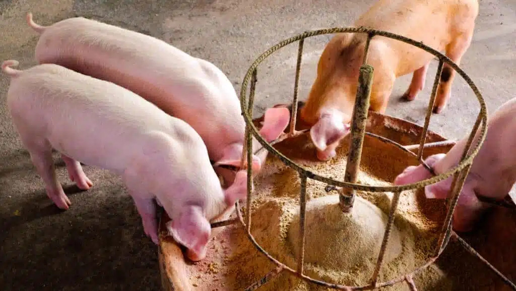Produção de carne suína cresce 29,4% no Ceará no primeiro trimestre de 2025