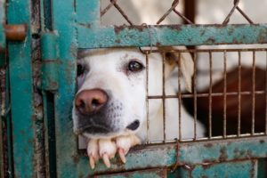 Alece aprova projeto que veta cargos públicos a condenados por maus-tratos animais