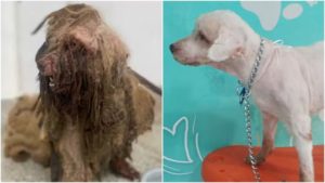 Casal perde guarda de cão e paga quase R$ 20 mil por maus-tratos