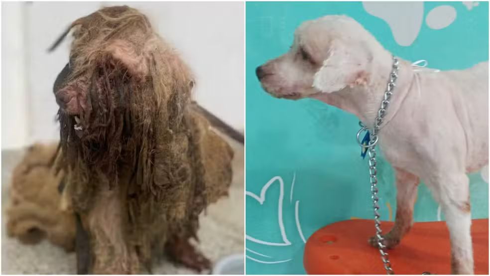 Casal perde guarda de cão e paga quase R$ 20 mil por maus-tratos