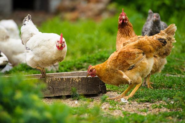 Surto de gripe aviária é confirmado em criação doméstica no interior do Ceará