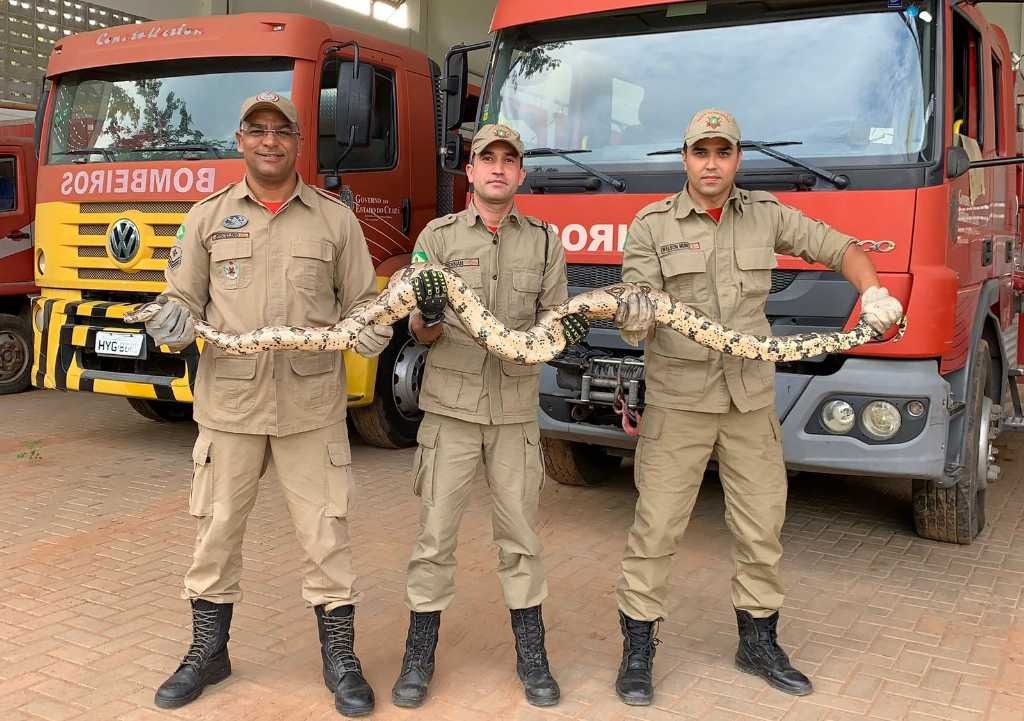 Cresce em Fortaleza o número de resgates de animais