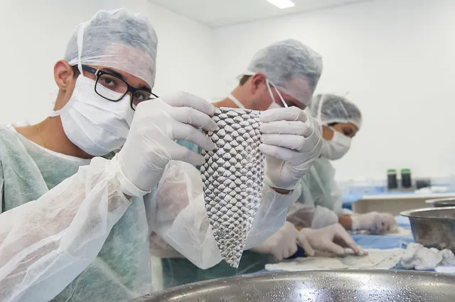 Pele de tilápia desenvolvida pela UFC avança para produção e pode chegar ao SUS