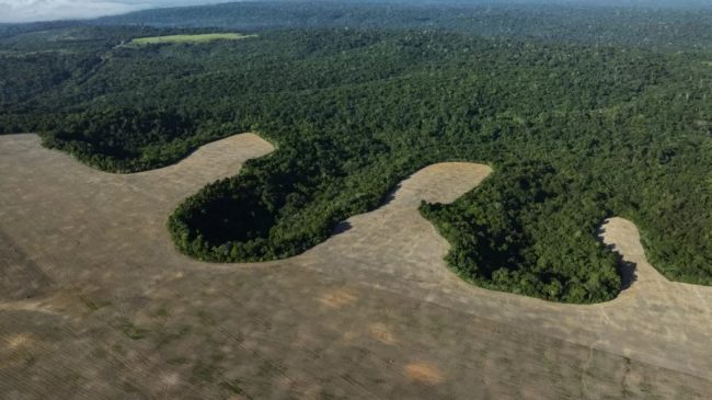 Brasil perdeu vegetação nativa equivalente ao tamanho da Bolívia em 40 anos