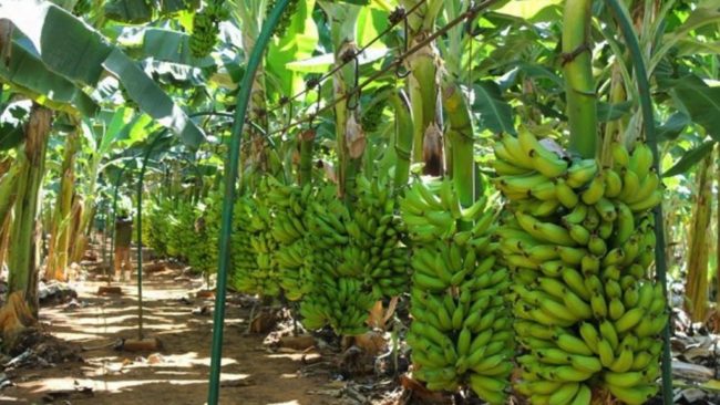 Guaraciaba do Norte mantém liderança em produção agrícola do Ceará