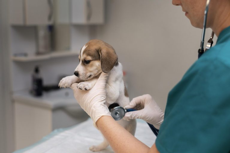 Lei prevê detenção e multa para exercício ilegal da medicina veterinária