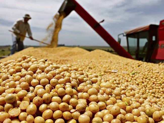 IBGE projeta safra recorde de soja no Brasil em 2026