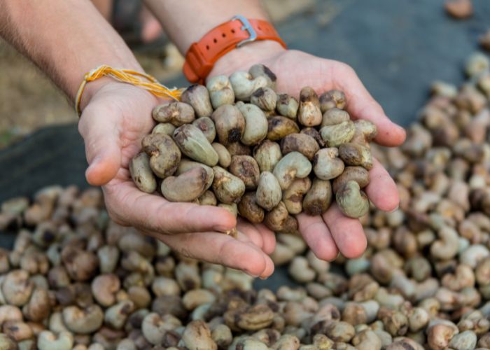 Ceará mantém liderança nacional na produção de castanha-de-caju