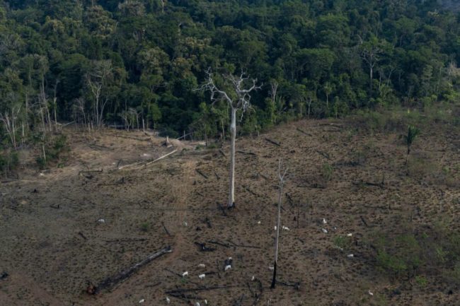 Pesquisa aponta relação direta entre perda florestal e redução das chuvas na Amazônia