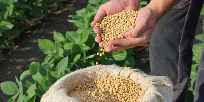 Produção de grãos no Ceará recua 6,92% em setembro