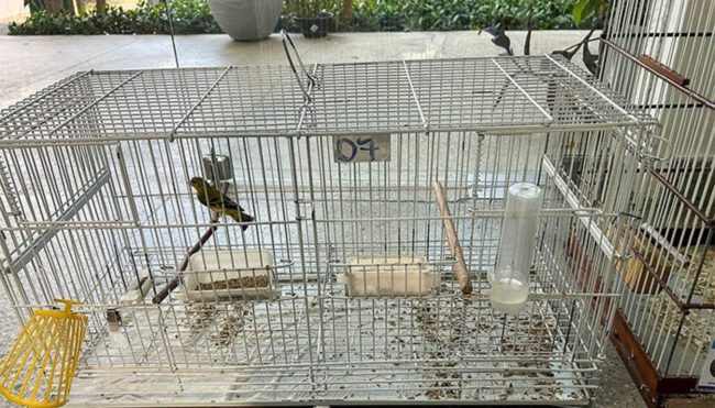 Rede de tráfico de animais silvestres é desarticulada com prisões no Ceará