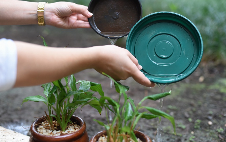 Casos de dengue caem 90% em Fortaleza e mortes são zeradas em 2025