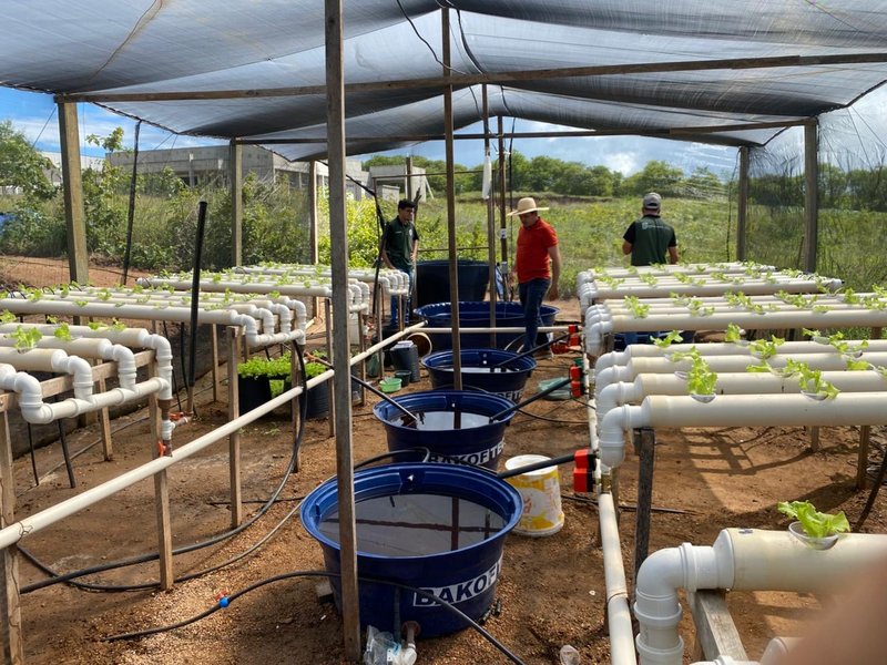 Projeto do IFCE automatiza cultivo hidropônico e integra inteligência artificial