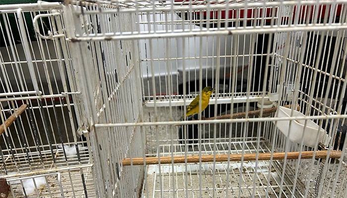 MPCE denuncia grupo por comércio ilegal de animais silvestres