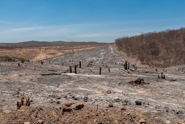 MapBiomas aponta desmatamento em quase todos os municípios da Caatinga