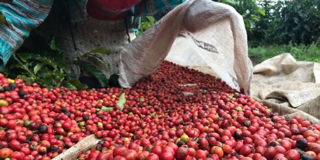 Faec conduz avaliação de regiões aptas à retomada da cafeicultura cearense