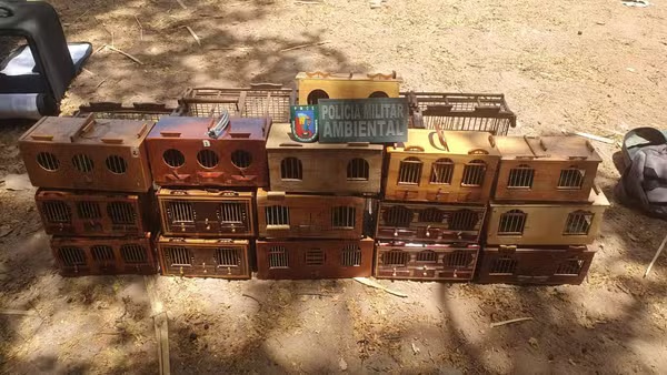 Aves avaliadas em até R$90 mil são resgatadas de rinha em Barbalha