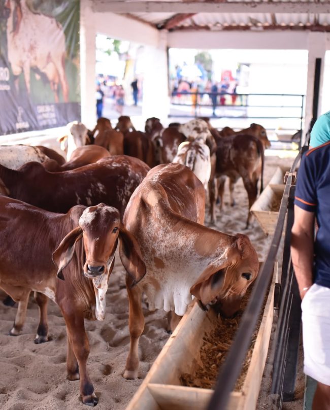 Negócios somam R$ 20 milhões e impulsionam recorde da Expoece 2025