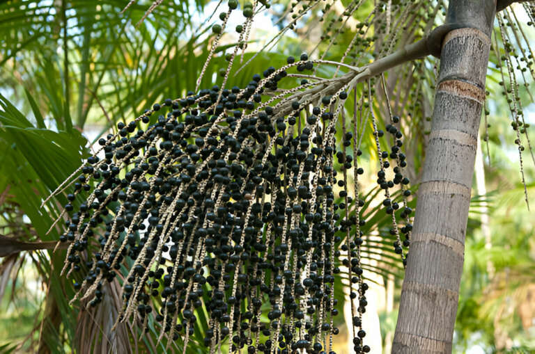 Vale do Jaguaribe lidera produção de frutas no Ceará