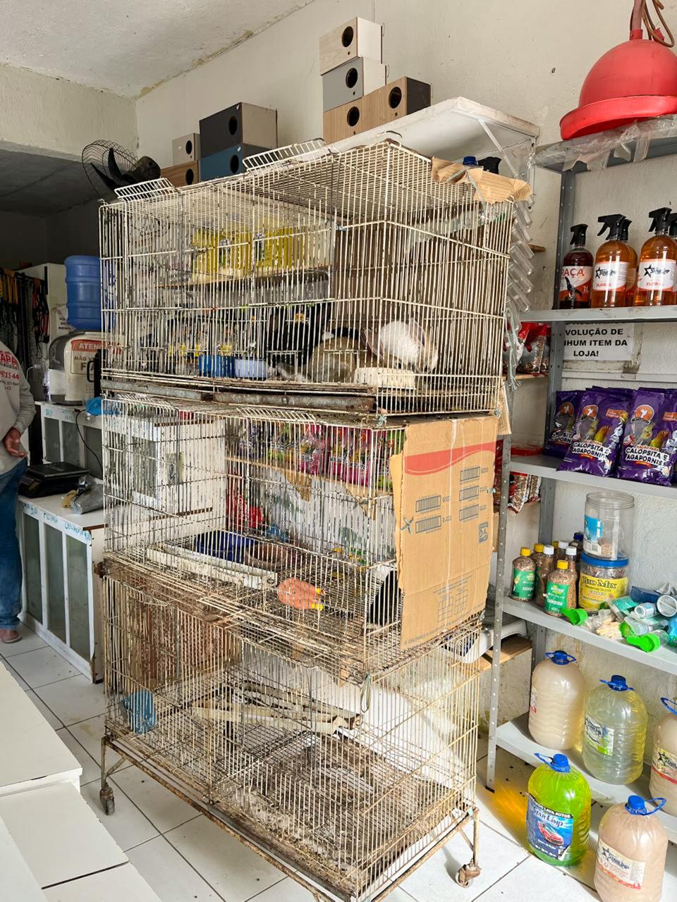 Operação da PF visa combater o tráfico de aves silvestres em quatro estados