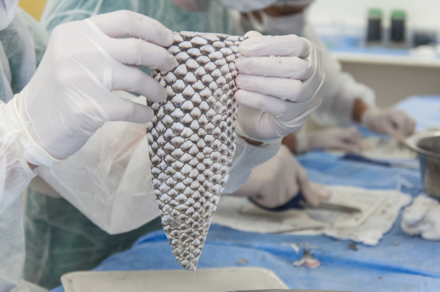 Curativo à base de tilápia ganha cronograma para chegar ao mercado