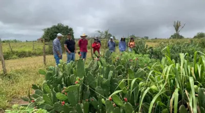 Programa Forrageiras beneficia quase 500 produtores rurais no Ceará