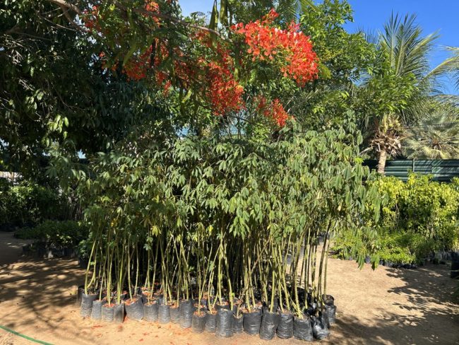 Fortaleza amplia arborização com doação de mudas pela Seuma