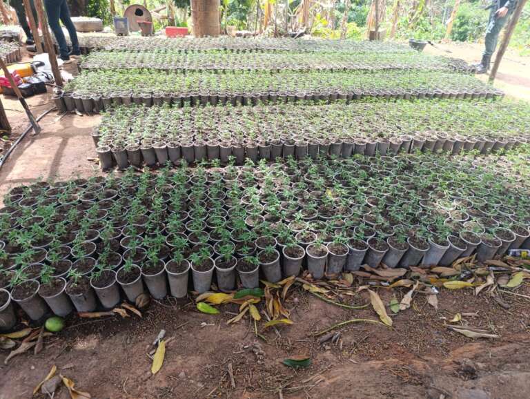 Plantação com 20 mil mudas de maconha é destruída em Redenção