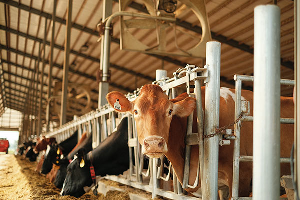Cobranças irregulares levam Faec a solicitar auditoria na Enel Ceará