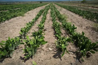 Programa Forrageiras beneficia quase 500 produtores rurais no Ceará