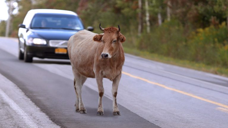MPCE cobra plano integrado para controle de animais soltos em Ipaumirim